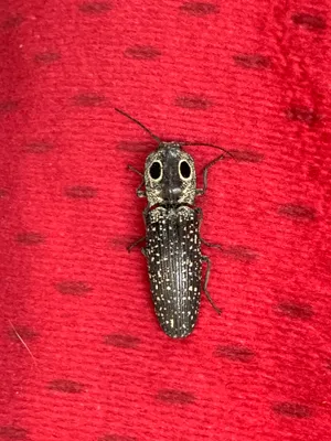 Click Beetleon Red Fabric Wallpaper