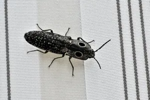 Click Beetleon Striped Fabric Wallpaper