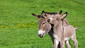 Clingy Foal On Donkey Wallpaper