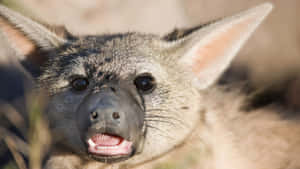 Close Up Aardwolf Face Wallpaper