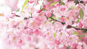 Close-up Aesthetic Cherry Blossom Wallpaper