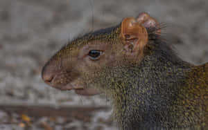 Close Up Agouti Rodent Wallpaper