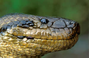 Close Up Anaconda Head Wallpaper