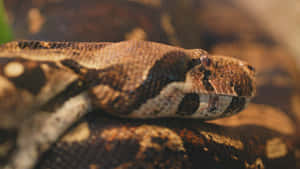 Close Up Anaconda Resting Wallpaper