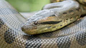 Close Up Anaconda Scales Wallpaper