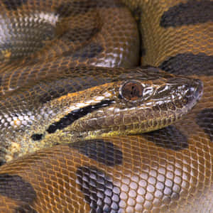 Close Up Anaconda Scalesand Head.jpg Wallpaper