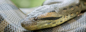 Close Up Anaconda Snake Wallpaper