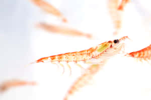 Close Up Antarctic Krill Wallpaper