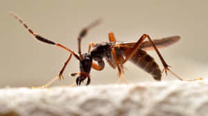 Close Up Assassin Bug Wallpaper