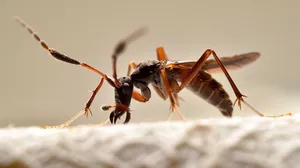 Close Up Assassin Bug Wallpaper