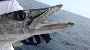 Close Up Barracuda Catch Wallpaper