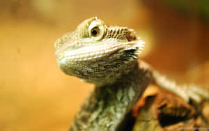 Close Up Bearded Dragon Wallpaper