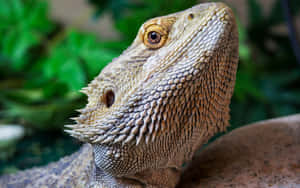 Close Up Bearded Dragon Portrait.jpg Wallpaper