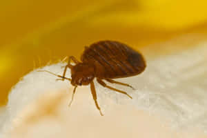 Close Up Bed Bug Wallpaper