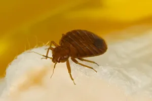 Close Up Bed Bug Wallpaper