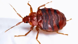 Close Up Bed Bug Wallpaper