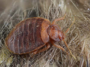 Close Up Bed Bugon Fabric Wallpaper