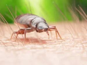 Close Up Bed Bugon Skin Wallpaper