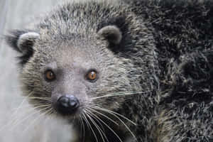 Close Up Binturong Face Wallpaper