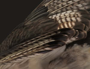 Close Up Bird Feathers Texture Wallpaper