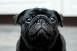 Close Up Black Pug Dog Wallpaper