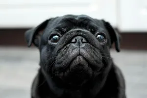 Close Up Black Pug Dog Wallpaper