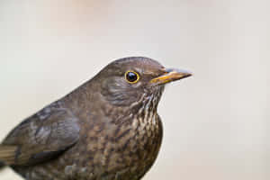 Close Up Blackbird Portrait Wallpaper