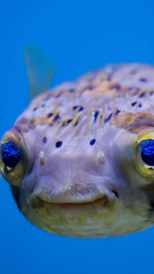 Close Up Blowfish Portrait Wallpaper