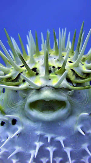 Close Up Blowfish Texture Wallpaper