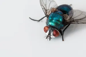 Close Up Blue Bottle Fly Wallpaper