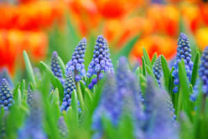 Close-up Blue Grape Hyacinth Flowers Wallpaper