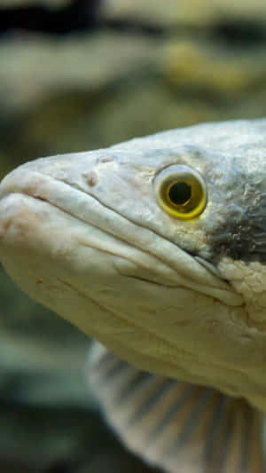 Close Up Bowfin Fish Wallpaper