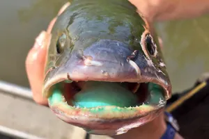 Close Up Bowfin Mouth Wallpaper