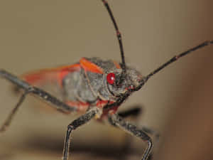 Close Up Boxelder Bug Wallpaper
