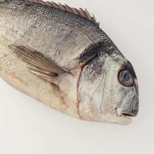 Close Up Bream Fish Head Wallpaper