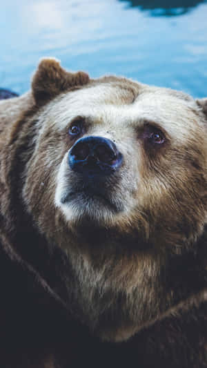 Close Up Brown Bear Portrait Wallpaper