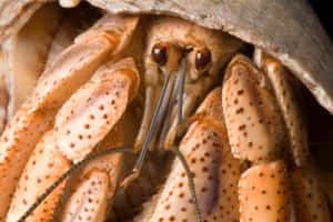 Close Up Brown Crab Peeking Out Wallpaper