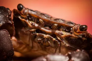 Close Up Brown Crab Wallpaper