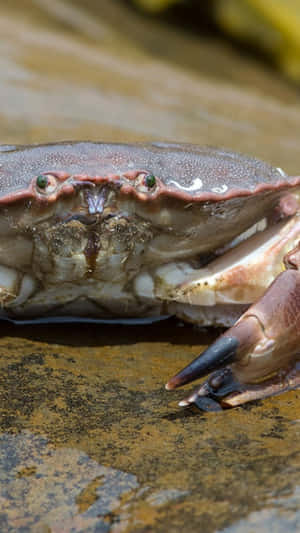 Close Up Brown Crab Wet Rock Wallpaper