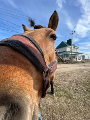 Close Up Brown Horse With Halter Wallpaper