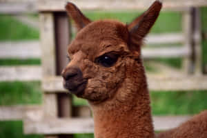 Close Up Brown Llama Farm Animal.jpg Wallpaper