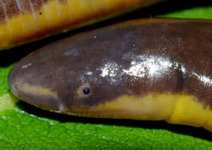 Close Up Caecilian Amphibian.jpg Wallpaper