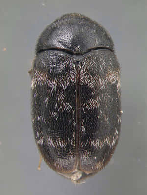 Close Up Carpet Beetle Wallpaper