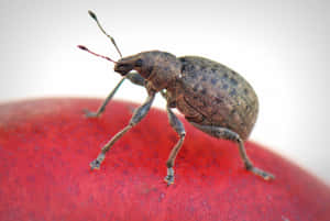 Close Up Carpet Beetleon Red Surface Wallpaper