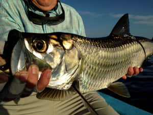 Close Up Catchof Tarpon Wallpaper