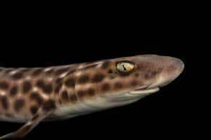 Close Up Catshark Portrait Wallpaper