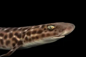 Close Up Catshark Portrait Wallpaper