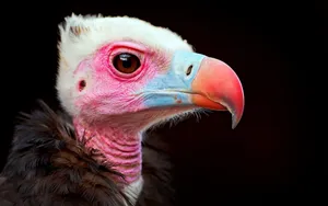 Close Up Condor Portrait Wallpaper