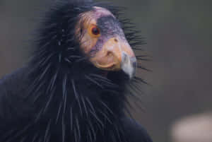 Close Up Condor Portrait Wallpaper