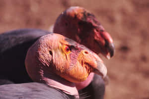 Close Up Condors Wallpaper